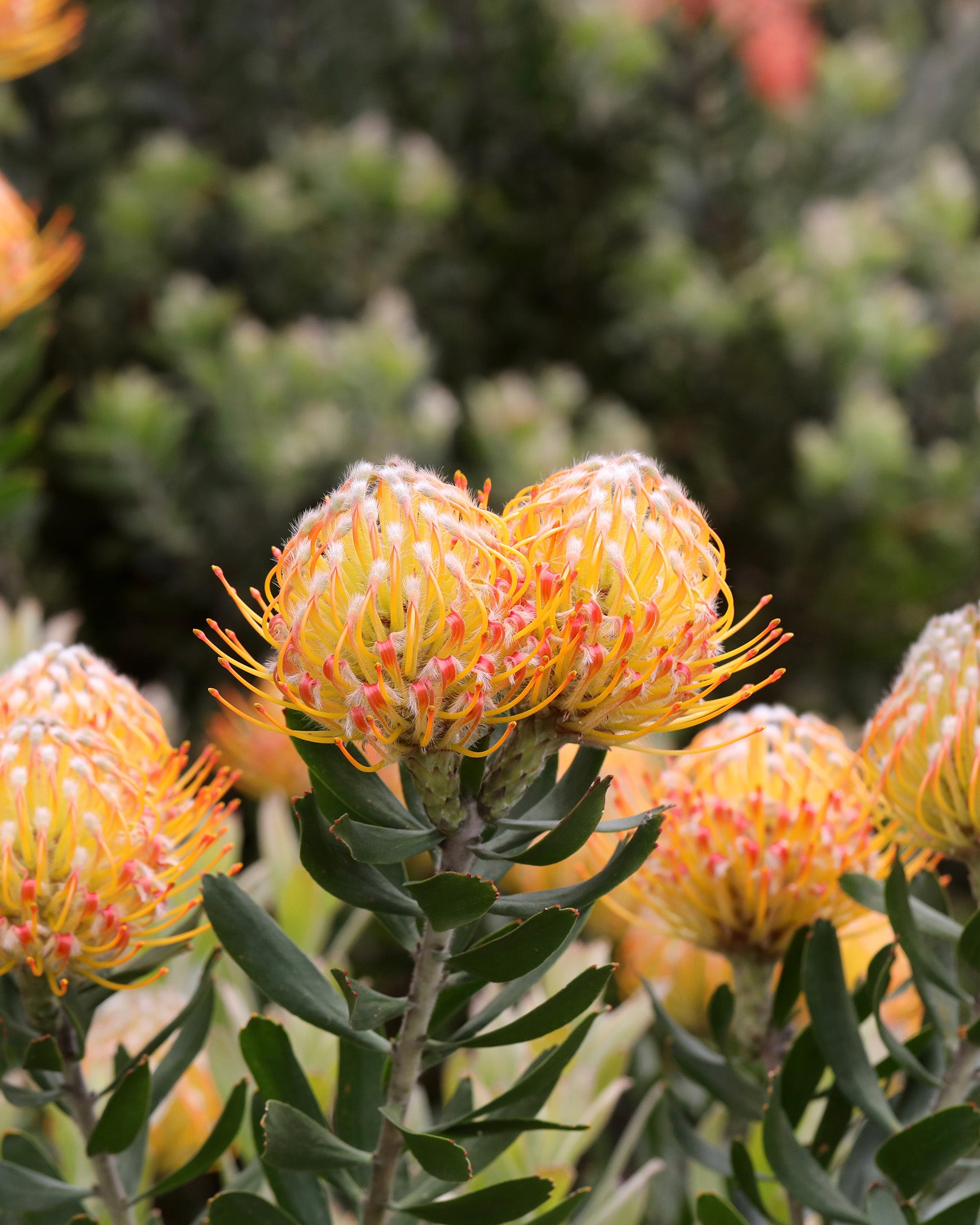 Leucospermum Carnival® Orange