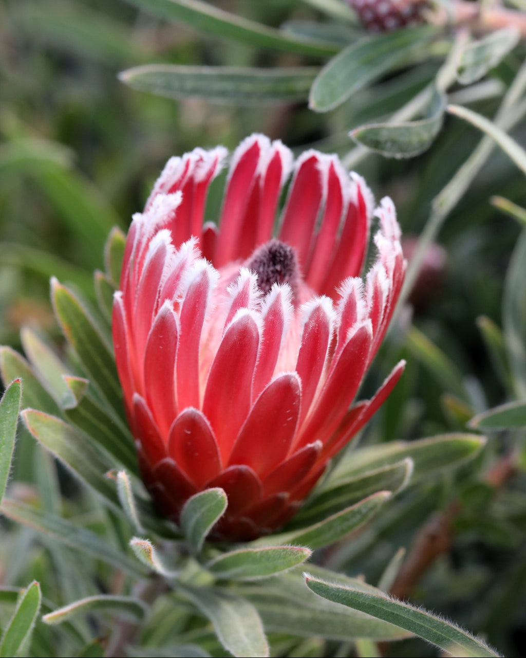 Protea Eclipse