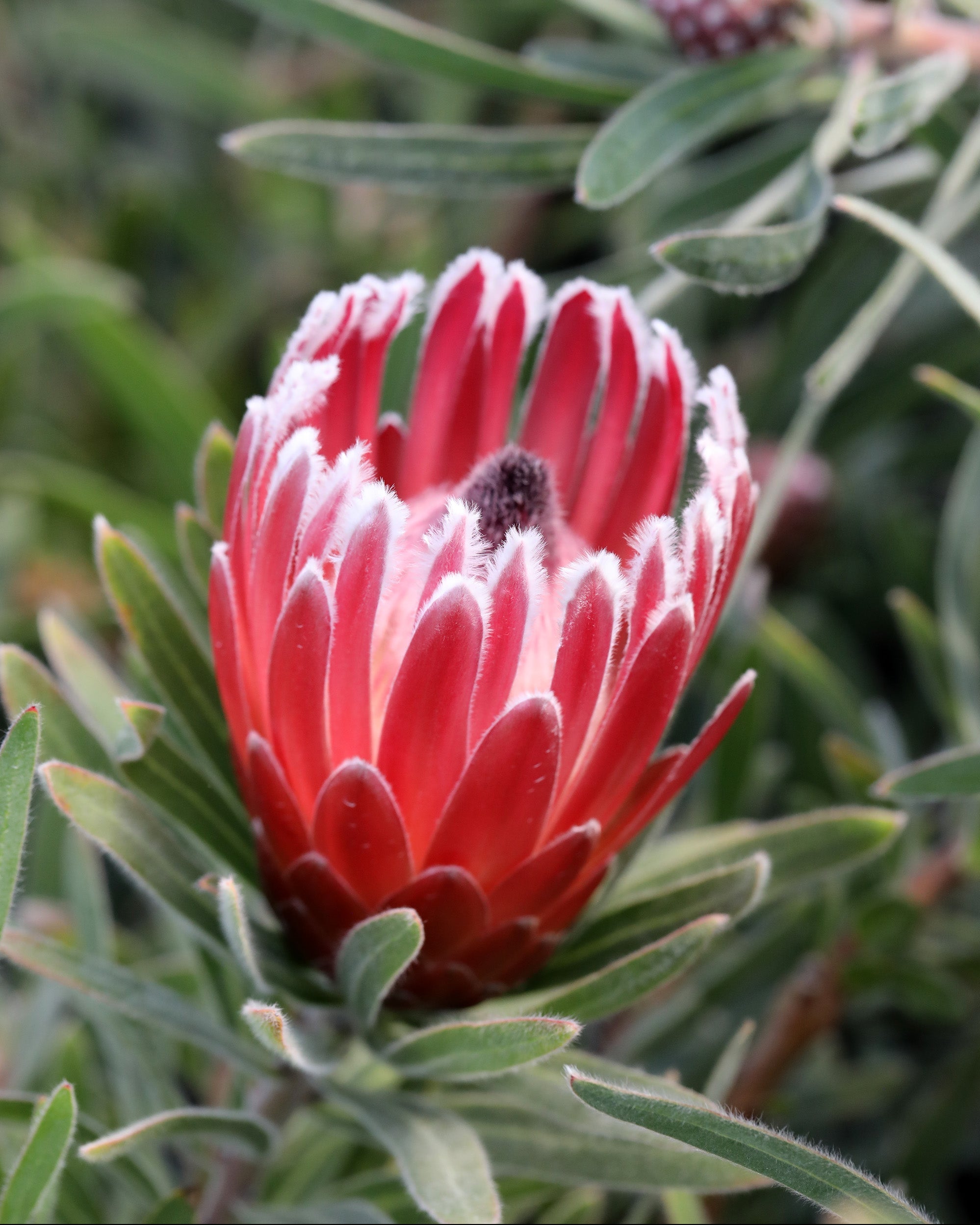 Protea Eclipse