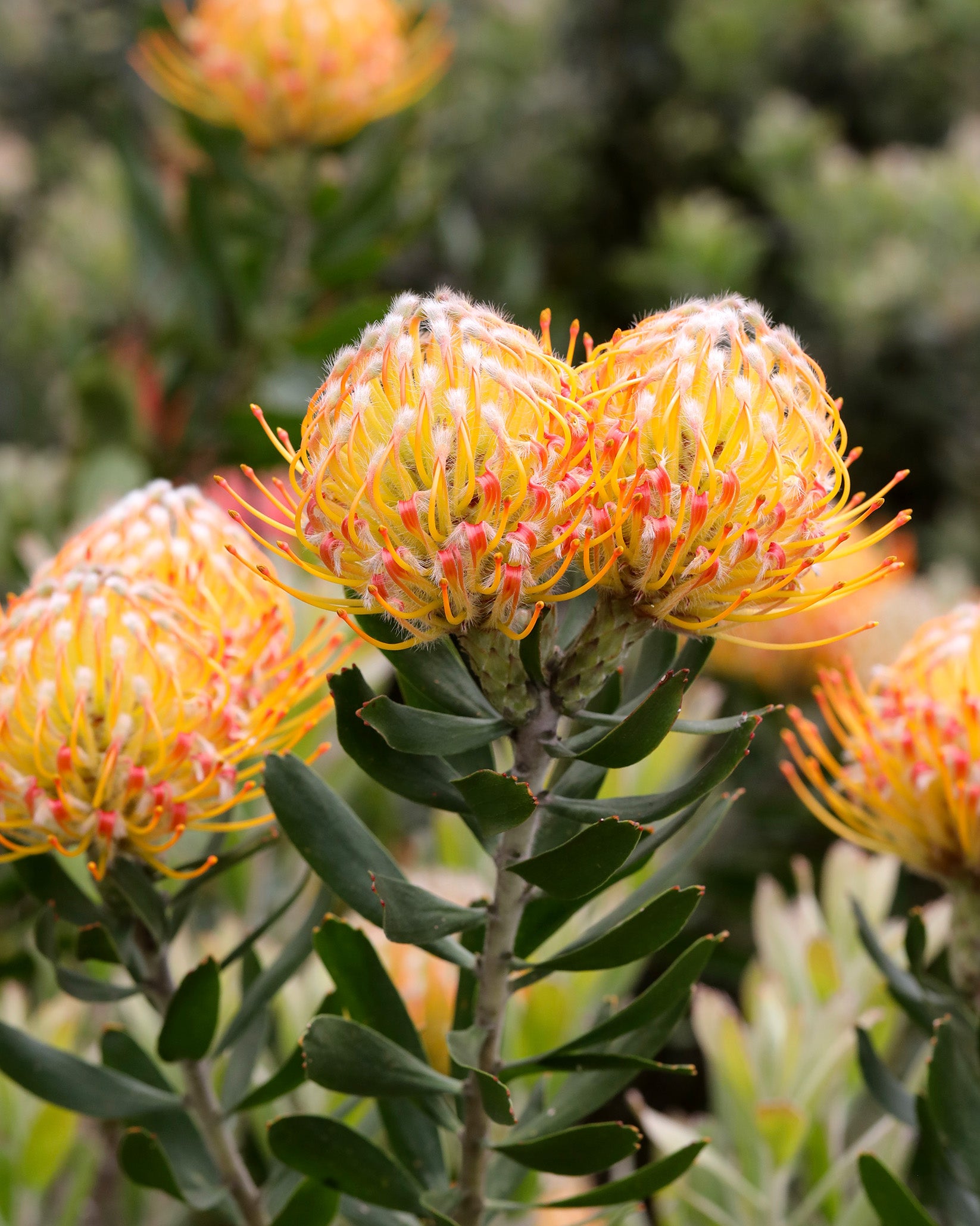 Leucospermum Carnival® Orange