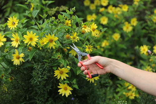 Niwaki Forged Garden Snips