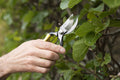 Niwaki Higurashi GR Secateurs