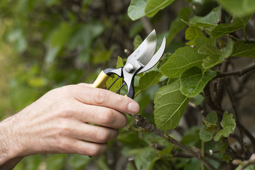 Niwaki Higurashi GR Secateurs