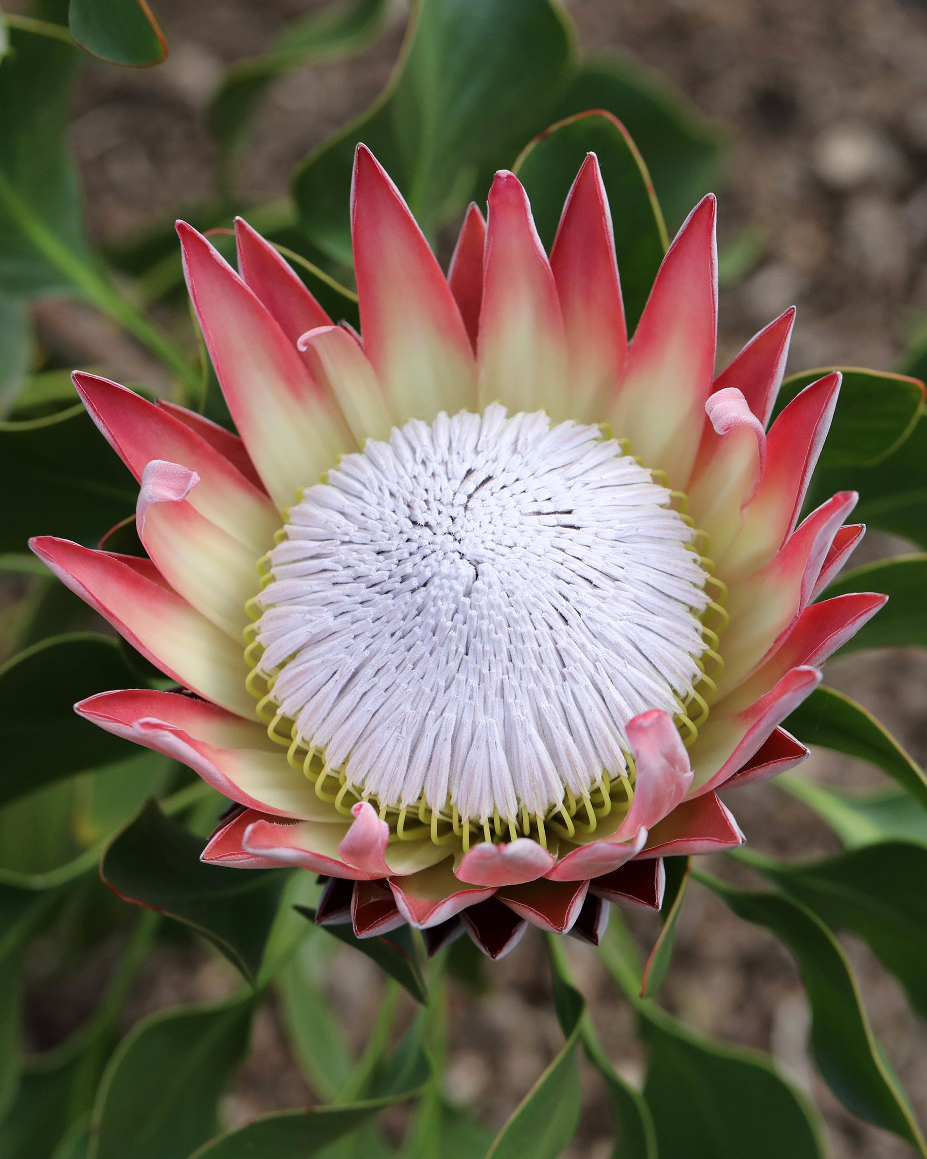 King Pink Protea