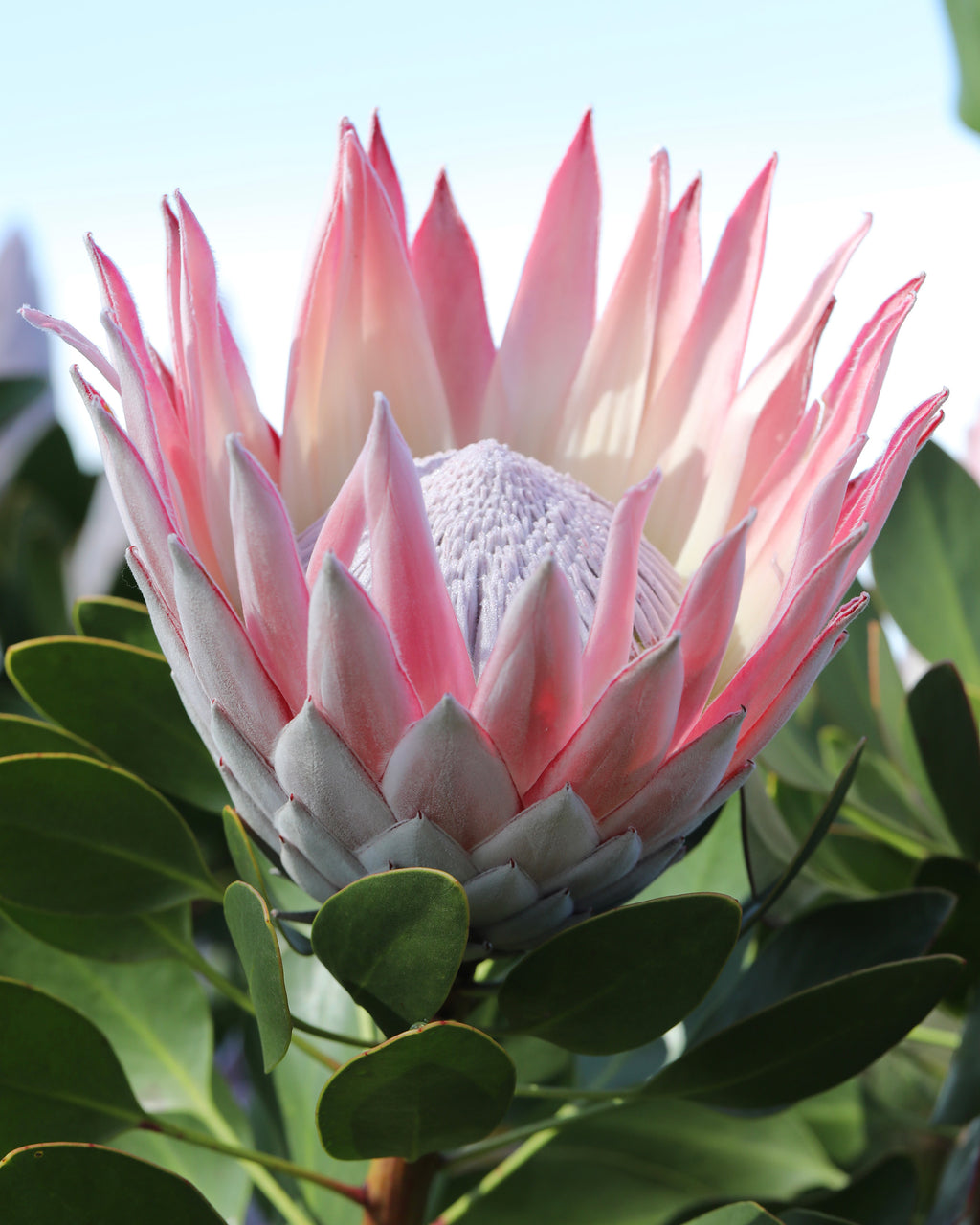 King Pink Protea