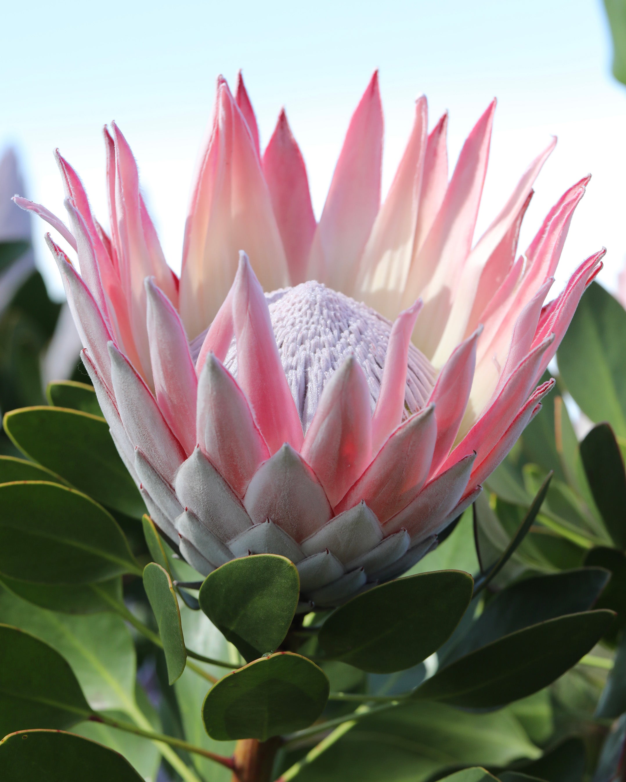 King Pink Protea