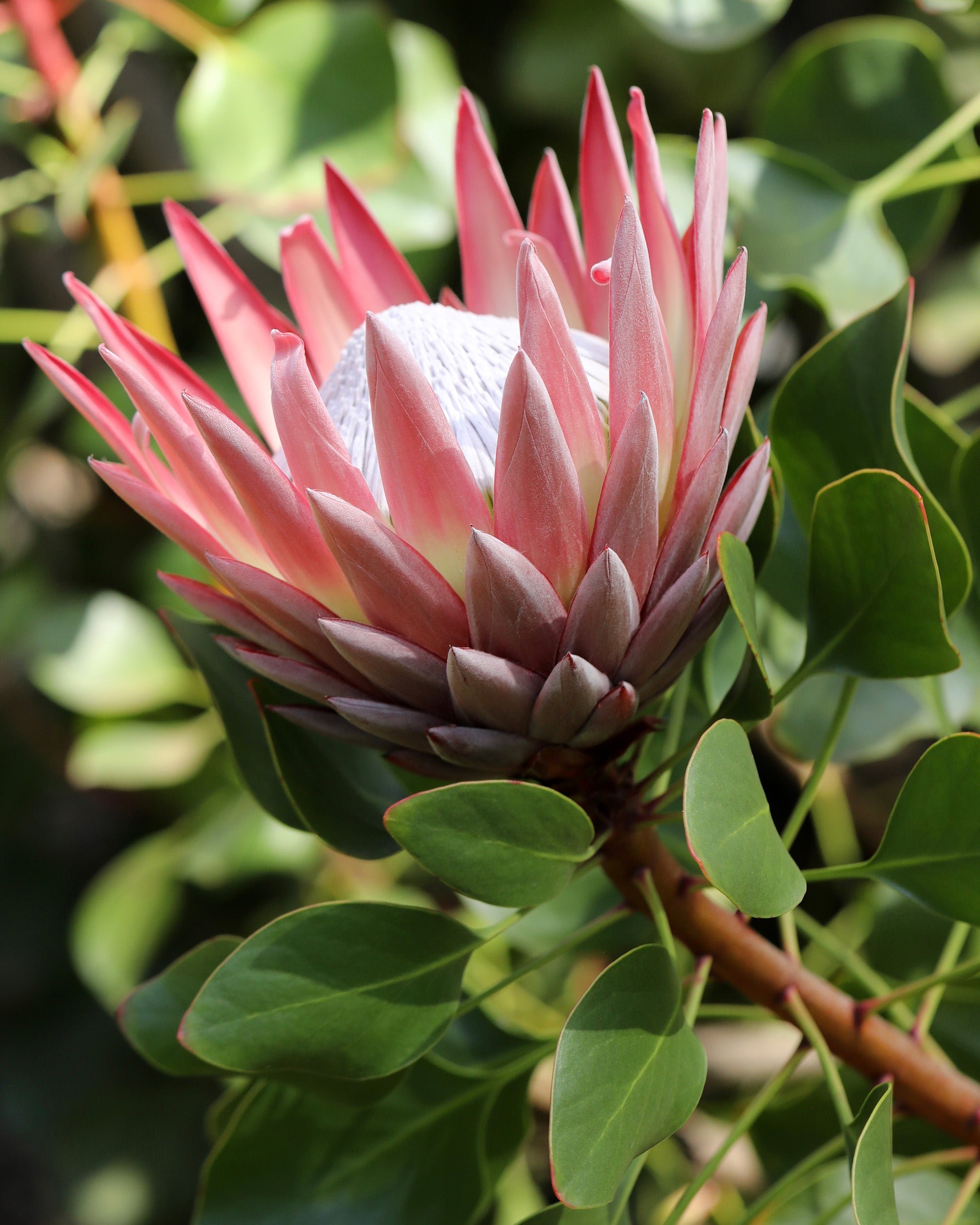 Protea King Pink