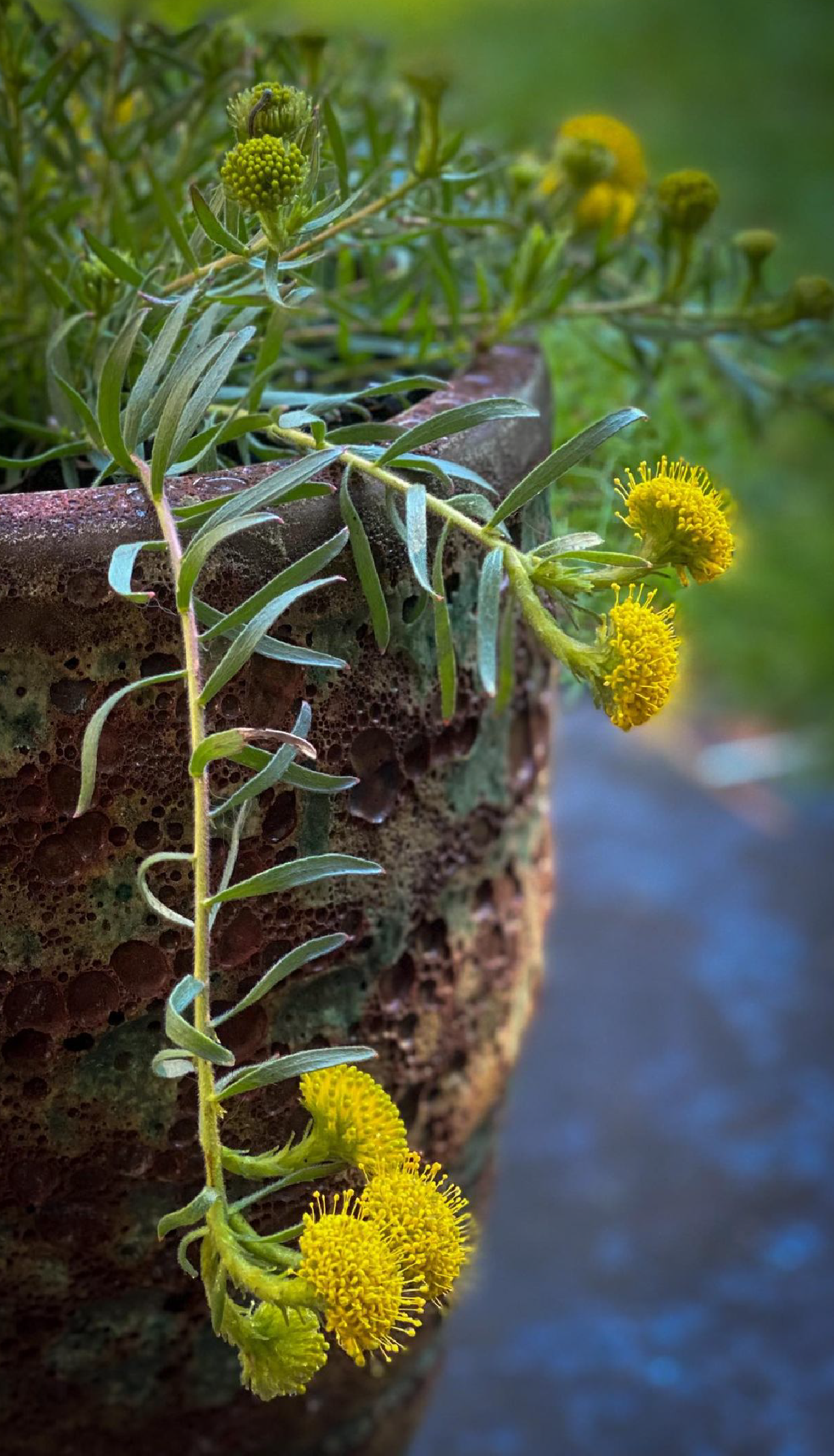 Leucospermum Prostratum - Proteaflora