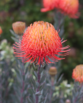 Leucospermum So Exquisite