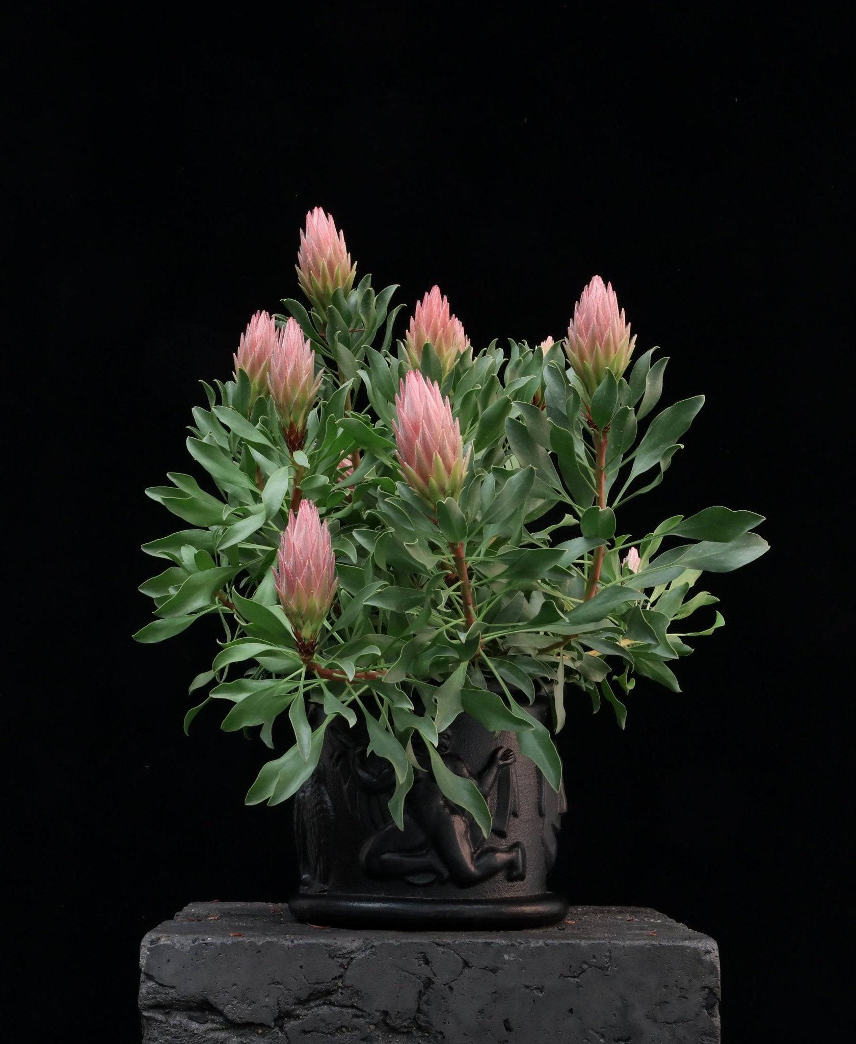 Protea Eclipse | Rare Protea Plants for Sale | Proteaflora