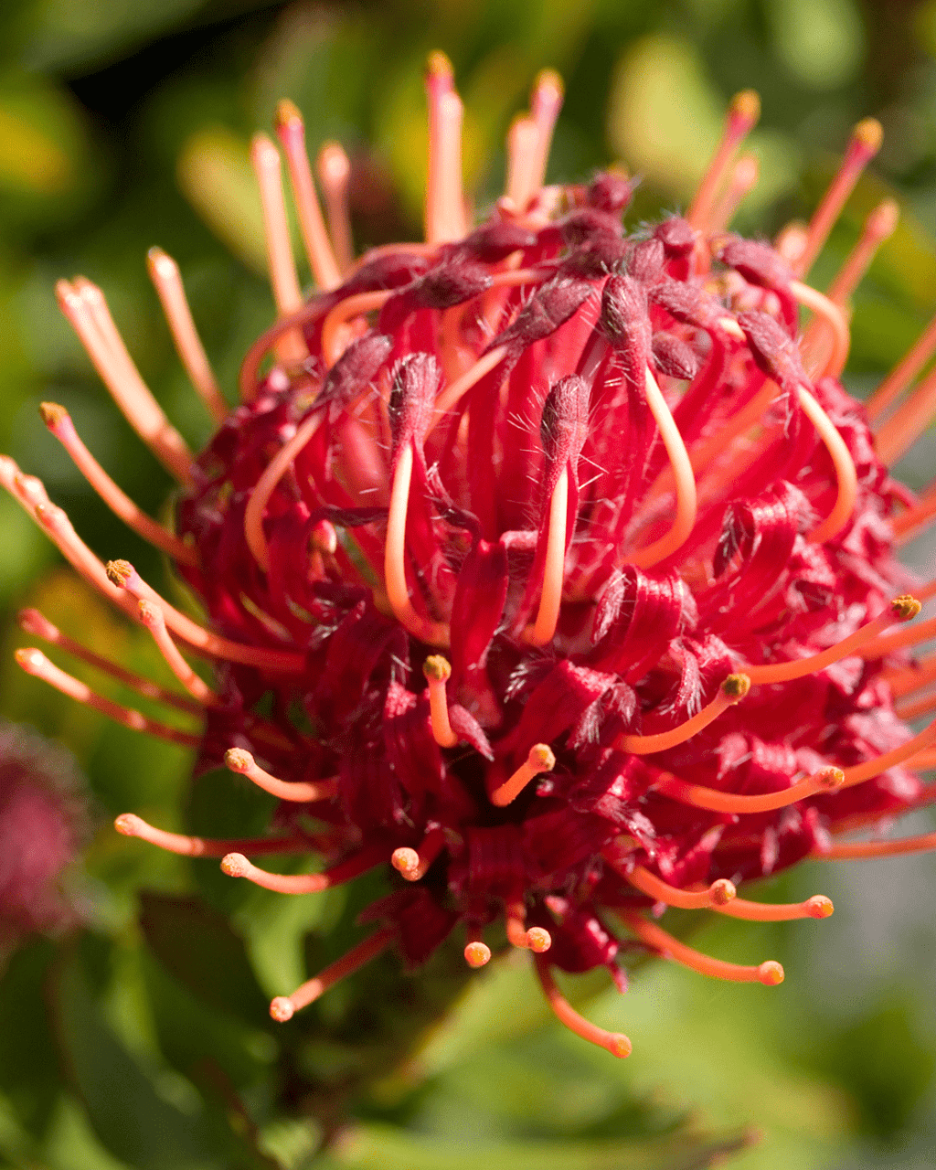 Leucospermum Carnival Red - Proteaflora