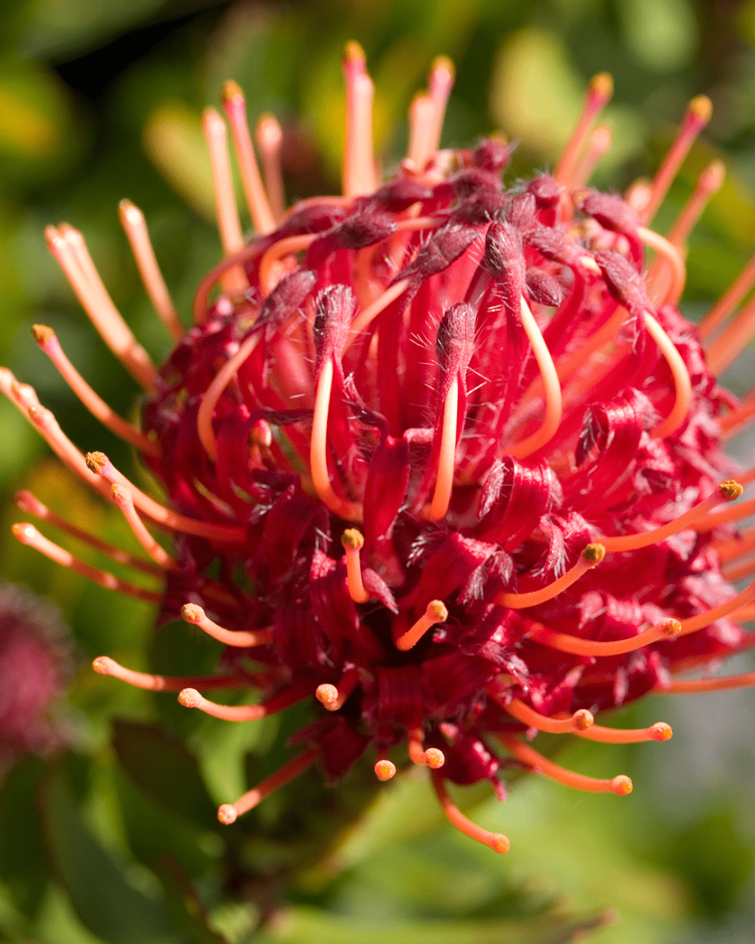 Leucospermum Carnival Red - Proteaflora