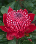 Enchanted Red Waratah Flower