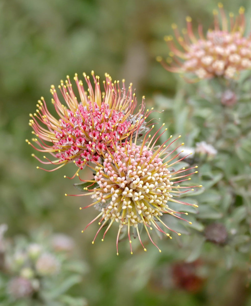 Hullabaloo - Leucospermum - Proteaflora