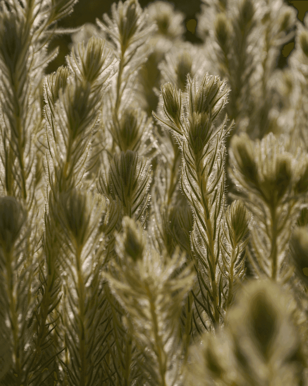 Phylica Hydra Plant